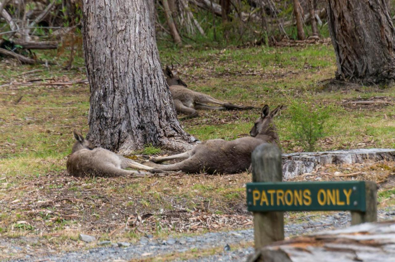 Wonderland Cottages Halls Gap Eksteriør bilde